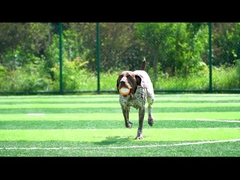 Vocale oranje voor honden
